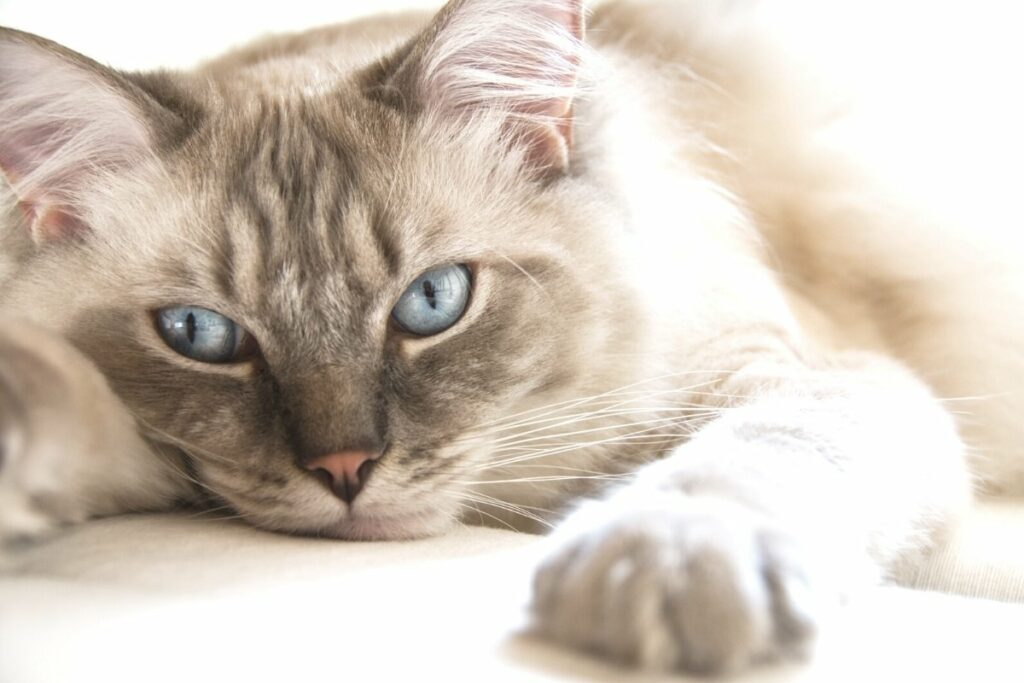 The Ragdoll Eye Color Chart You Should See Ragdollcare