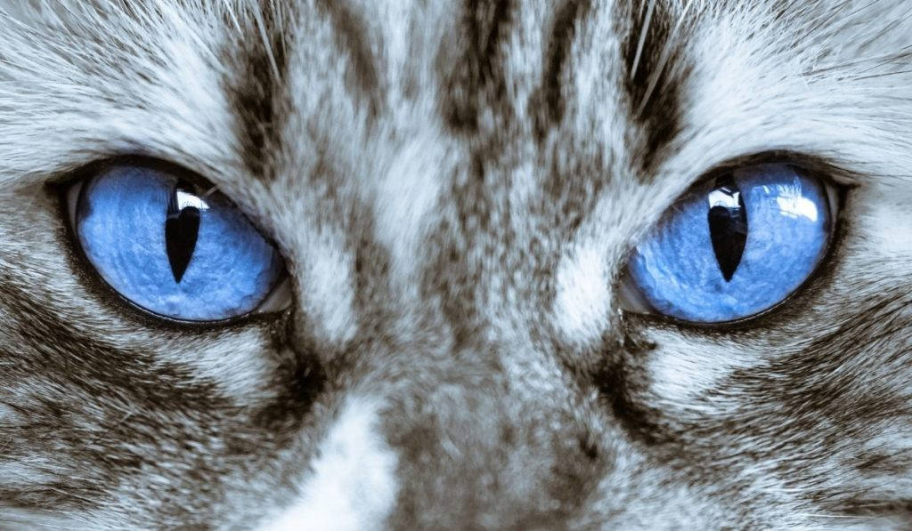 The Ragdoll Eye Color Chart You Should See Ragdollcare