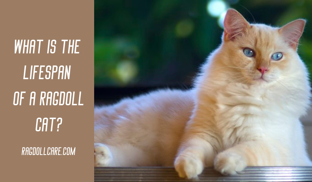 The Ragdoll Eye Color Chart You Should See Ragdollcare