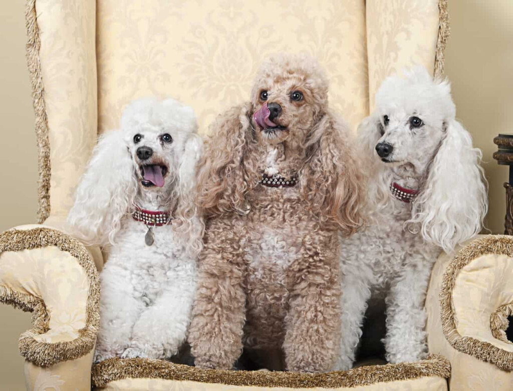 Toy Poodle Colors Chart Bea Rosenbaum