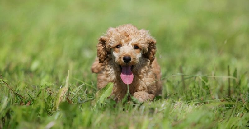 Toy Poodle Weight Chart Size Growth Chart