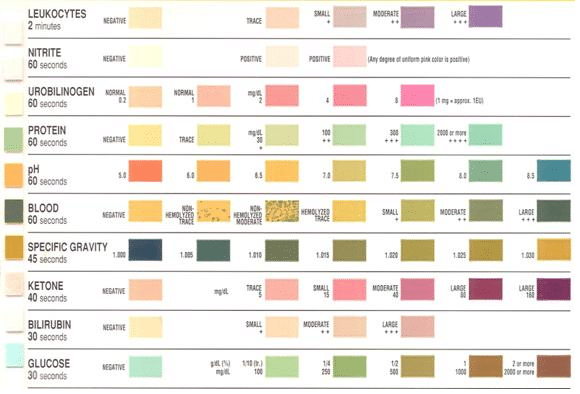 Urinary Tract Infection Clinical Features Investigations 