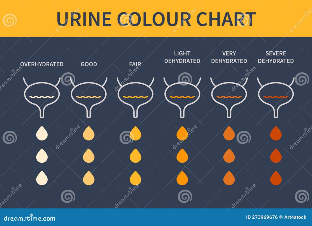 Urine Color Hydration Chart Illustration Of Bladders Stock Vector 