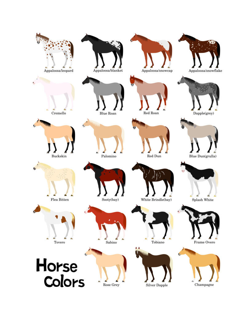 Various Colors Of Horses Chart Svg Png Jpg 1620 39 39 Etsy Singapore