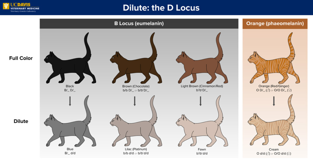 Veterinary Genetics Laboratory Feline Coat Color