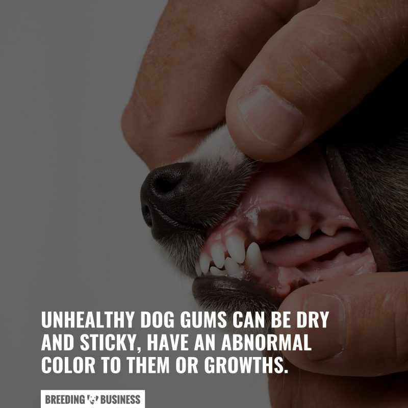 What Color Is A Sick Dog 39 s Gums Colors Meaning What To Do