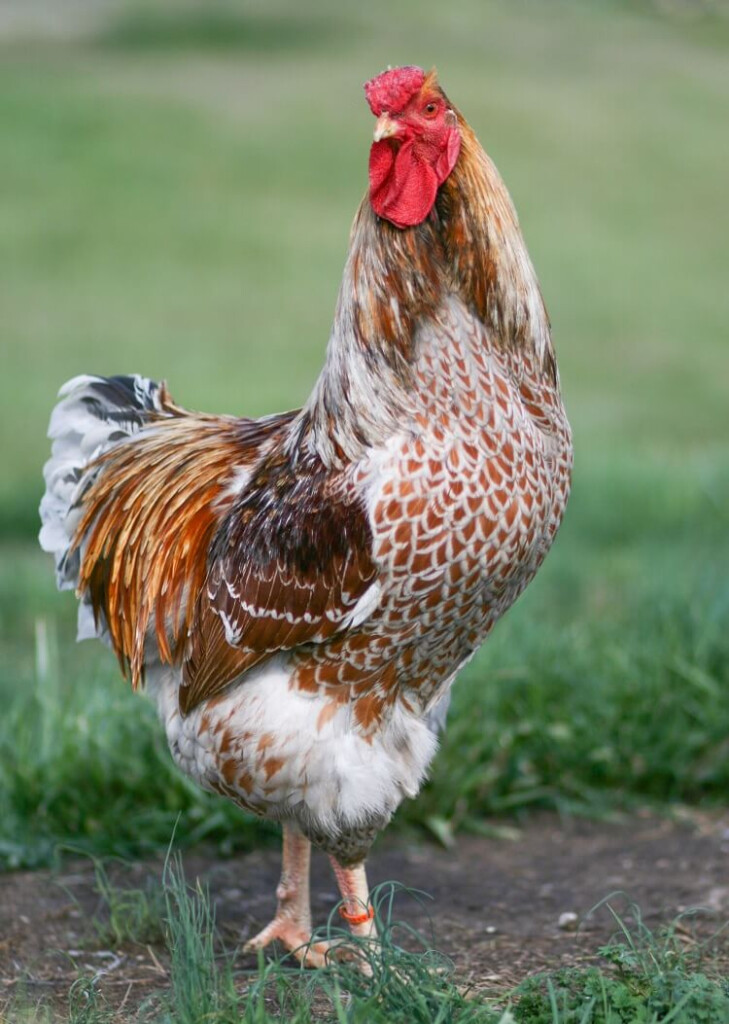 Wyandotte Chicken Care Guide Color Varieties And More Chickens And 