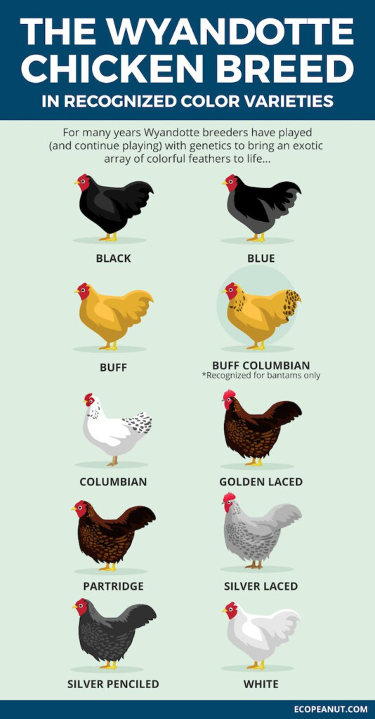 Wyandotte Chicken Color Varieties A Visual Guide